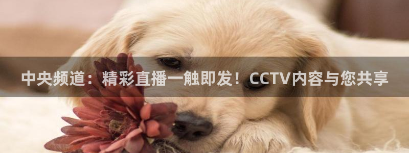 雨燕360直播免费观看直播足球比赛：中央频道：精彩直播一触即发！CCTV内容与您共享